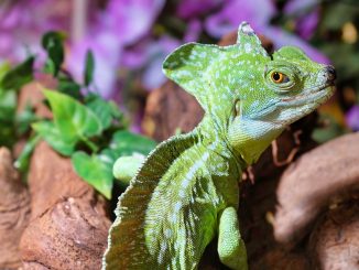 Grünes Reptil in einem Terrarium