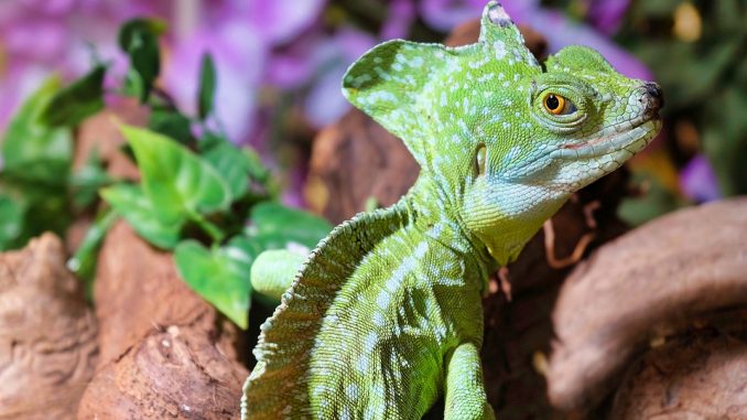 Epoxidharz fürs Terrarium Grünes Reptil in einem Terrarium