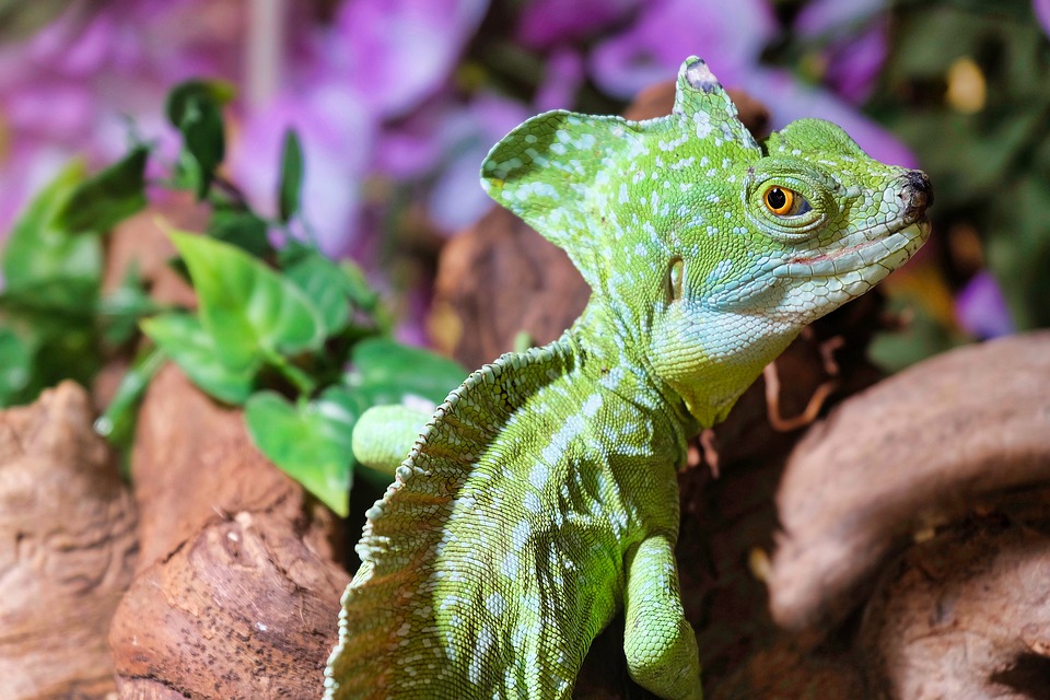 Grünes Reptil in einem Terrarium